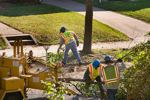 Best Tree Root Removal  in Dunn Loring, VA